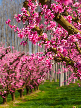 View of pink peach trees field in blossom on natural background in Aitona.の写真素材