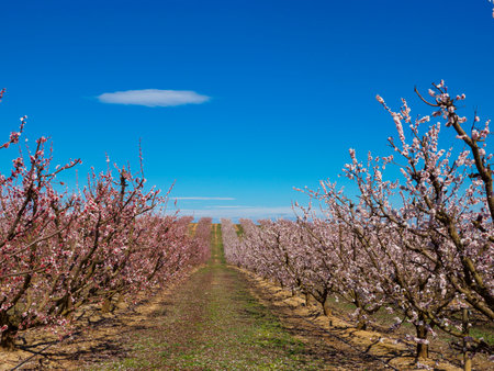 Rows of peach tree blooming in spring day in Lleida (Catalonia, Spain).の写真素材