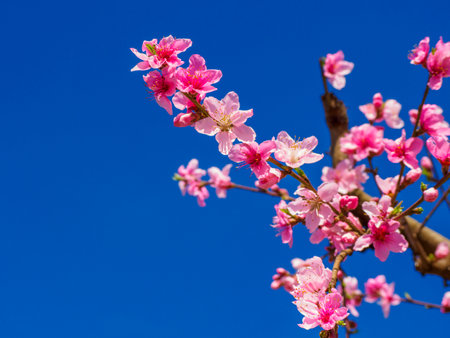Detail of an isolated branch of peach blossoms with blue sky.の写真素材