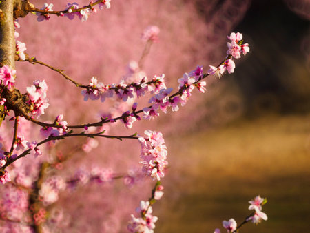 Spring flowering of peach tree. Delicate pink flowers on a branch in the garden. Selective soft focus.の写真素材