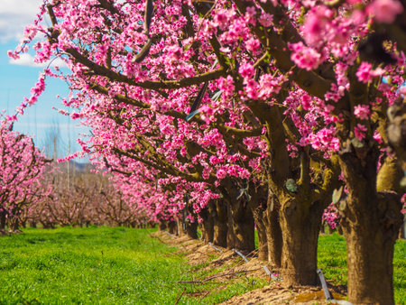 Peach trees in bloom in early spring in Aitona, Catalonia, Spain.の写真素材