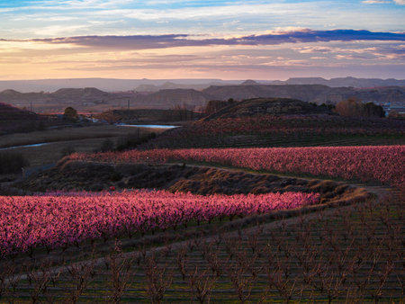 Sunset in the peach blossom fields (Aitona, LÃ©rida, Spain)の写真素材