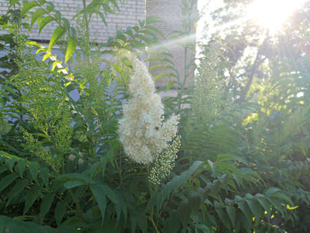 Comfortable urban environment, beautiful flowering of plantsの写真素材