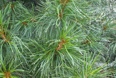 Green cedar needles with drops after rainの写真素材