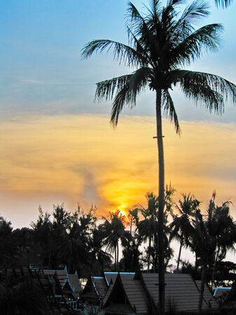 Landscape of tropical palms against the skyの写真素材