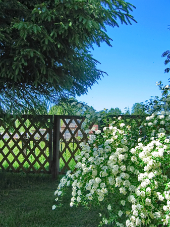 Flowers garden after a rain on a background of green leavesの写真素材