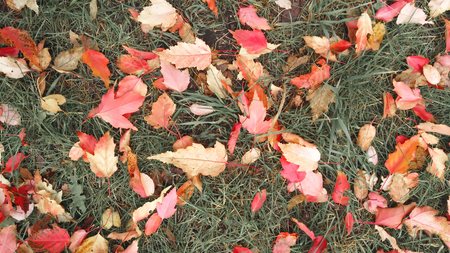 Autumn foliage burgundy yellow after a rain