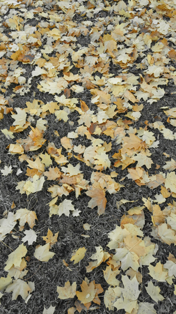 Autumn foliage beige yellow after a rain