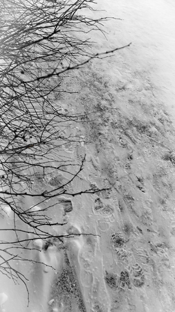 Branches of a bush on a background of snow in winter