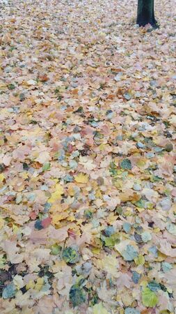 Yellow leaves on the trees in autumnの写真素材