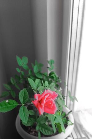 Rose One Bud on a background of green leavesの写真素材