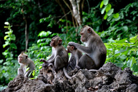 Monkey in Thailandの写真素材