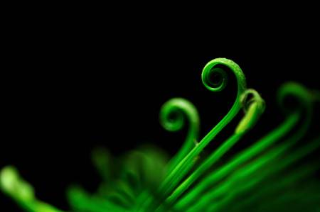 Green firn in the rainの写真素材