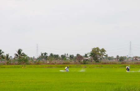 Insecticide for cultivation.の写真素材