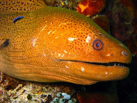 Close-up of Giant Moray Eel, Maratua, Indonesia