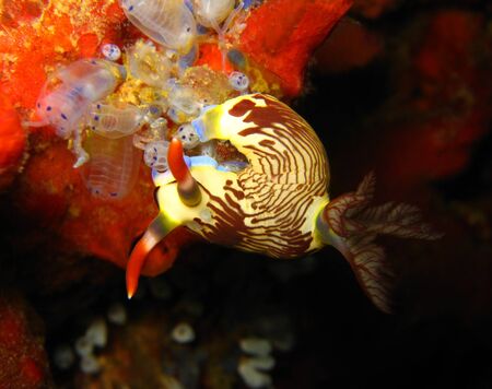 Lined Neon Slug, Calangaman Island, Philippinesの写真素材