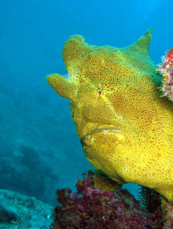 Giant Anglerfish, Mabul, Borneo, Malaysia
