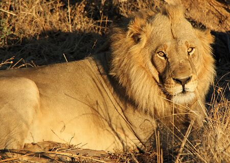 Male Lion Resting, Khwai River, Botswana