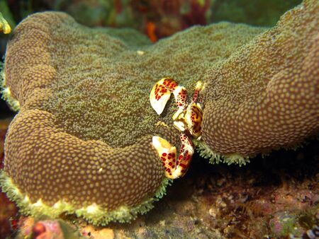 Oshimaの写真素材