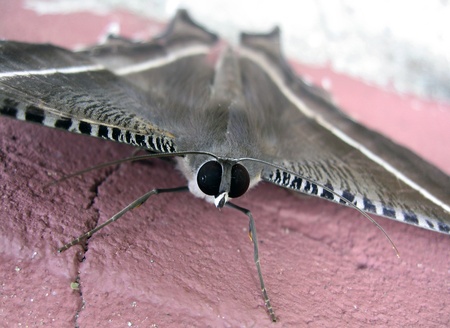 Moth, Bako National Park, Sarawak Borneo, Malaysia