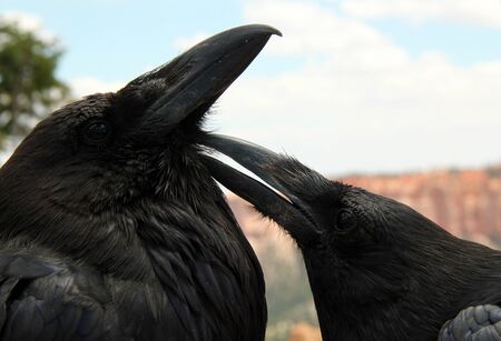 Ravens Cleansing, Bryce Canyon National Park, Utah, USAの写真素材