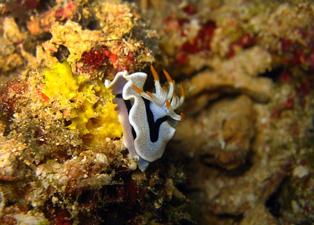 Chromodoris Dianae, Maratua, Indonesiaの写真素材
