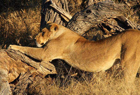 Lioness Doing Her Morning Stretch, Khwai River, Botswanaの写真素材