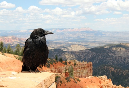 Raven Watching Out Over the Landscape, Bryce Canyon, Utah, USAの写真素材