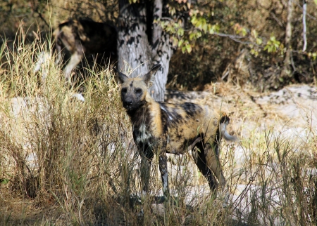 African Wild Dog, Khwai River, Botswanaのeditorial素材