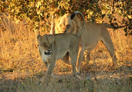 Lion Couple with Angry Look, Khwai River, Botswanaのeditorial素材