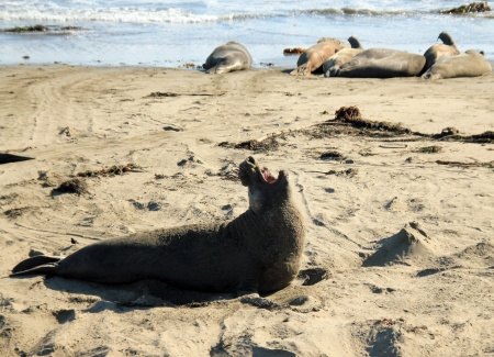 Elephant Seal, Piedras Blancas, California, USAのeditorial素材