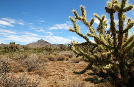 Cactus and Joshua Trees in Dolan Springs, Arizona, USAのeditorial素材