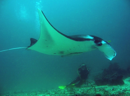 Manta Ray   Diver, Sangalaki, Indonesiaの写真素材