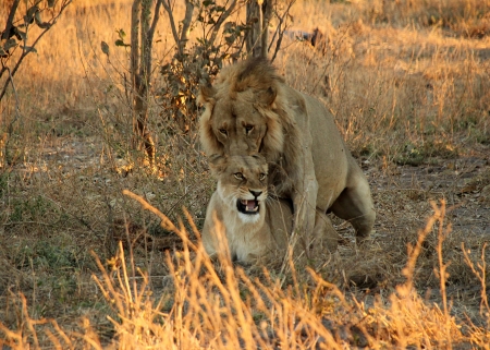 Lion Couple Mating, Khwai River, Botswanaのeditorial素材