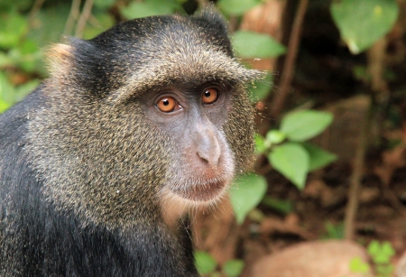 Close-up of a Blue Monkey  Cercopithecus Mitis , Lake Manyara, Tanzania