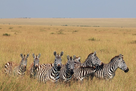 Plains Zebras  Equus Quagga  on Savannah, Maasai Mara, Kenyaの写真素材