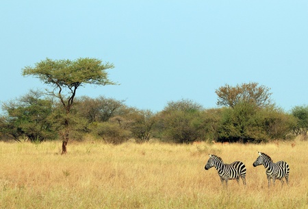 Plains Zebra  Equus Quagga  Couple, Serengeti, Tanzaniaの写真素材