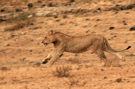 Juvenile Lion  Panthera Leo  Running, Ngorongoro Crater, Tanzaniaの写真素材