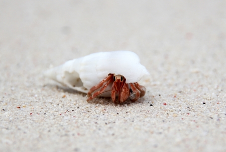 Hermit Crab, Maratua, Borneo, Indonesiaの写真素材