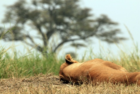 Lioness  Panthera Leo  Sleeping, Serengeti, Tanzaniaの写真素材