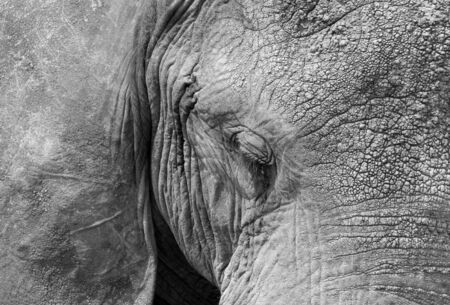 African Elephant  Loxodonta Africana  Close-up, Serengeti, Tanzania