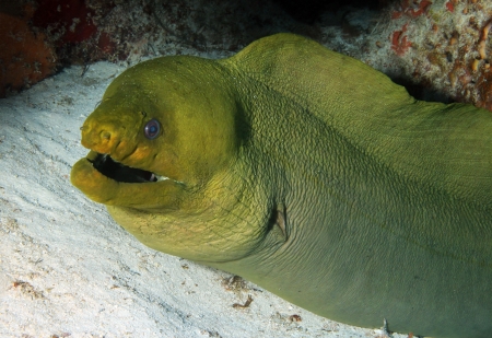 Green Moray  Gymnothorax Funebris  Close-up, Cozumel, Mexico