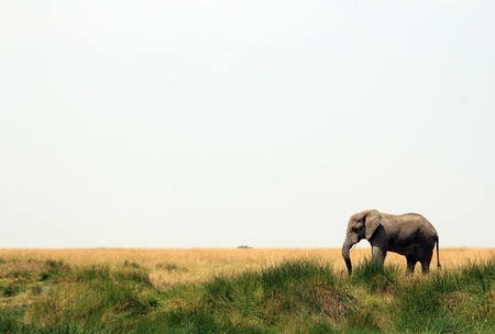African Elephant  Loxodonta Africana  on Savannah, Serengeti, Tanzania