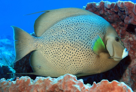 Gray Angelfish  Pomacanthus Arcuatus  in a Barrel Sponge, Cozumel, Mexico
