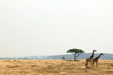 Giraffe Couple  Giraffa Tippelskirchi  on Savannah, Serengeti, Tanzaniaの写真素材