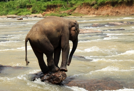 Young Lankesian Elephant  Elephas Maximus Maximus  Balancing on a Stone in Ma Oya River, Pinnawela, Sri Lankaの写真素材