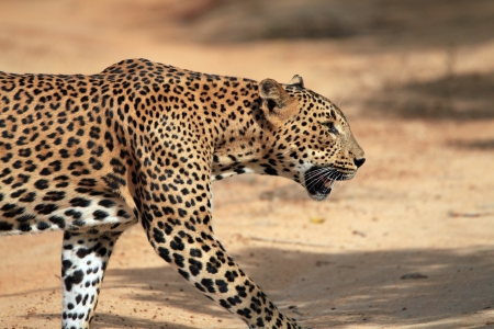 Close Profile View of a Sri Lankan Leopard  Panthera Pardus Kotiya  Crossing a Sandy Road, Yala, Sri Lankaの写真素材