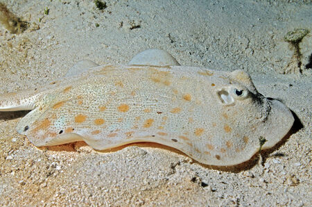 Yellow Stingray  Urobatis Jamaicensis , Cozumel, Mexico