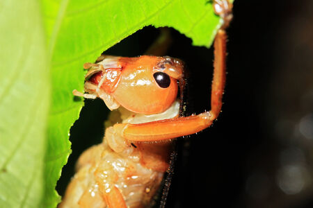 Close-up of a Cricket Feeding on a Leaf, Monteverde Cloud Forest, Costa Rica