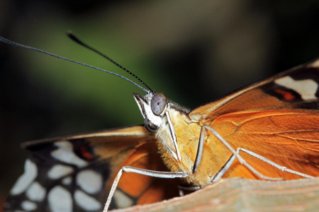 Close-up of a Tiger Longwing Butterfly  aka Hecale Longwing, Golden Longwing, Golden Heliconian - Heliconius Hecale , Costa Ricaの写真素材